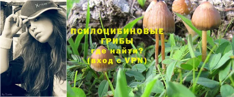 Галлюциногенные грибы Cubensis  Карталы 